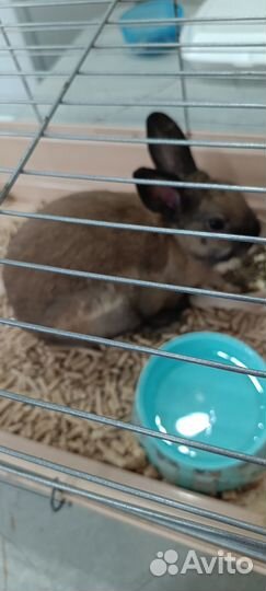 Продам декоративного кролика(самец)