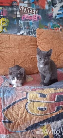 Котята бесплатно