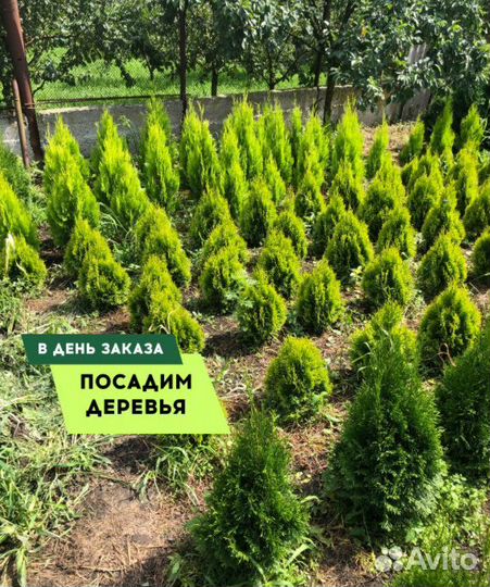 Туя вип Колумна