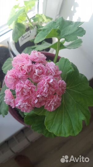 Подарок на день рождения