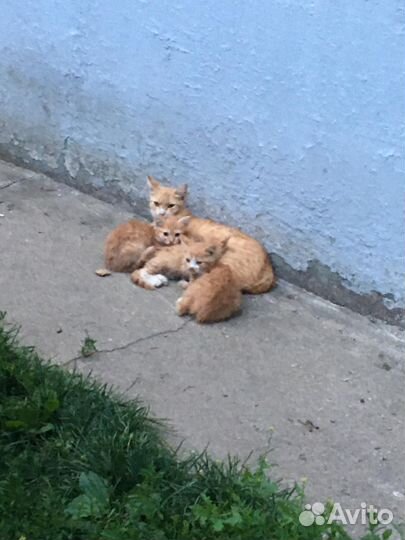 Рыжие, пушистики