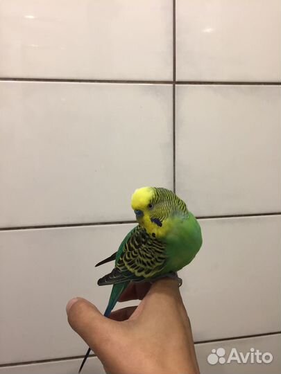 Передержка птиц