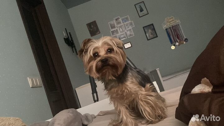 Йоркширский терьер мальчик вязка