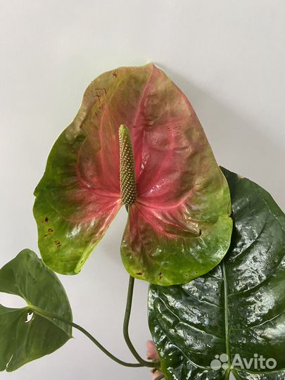 Антуриум Обаке