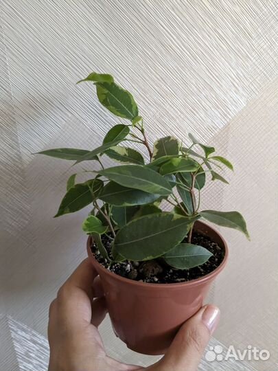 Фикус бенджамина