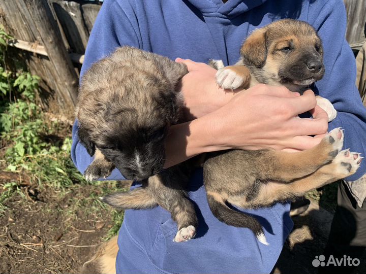 Щенки бесплатно