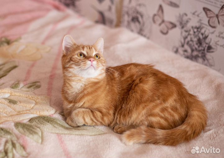 Кошка Мила