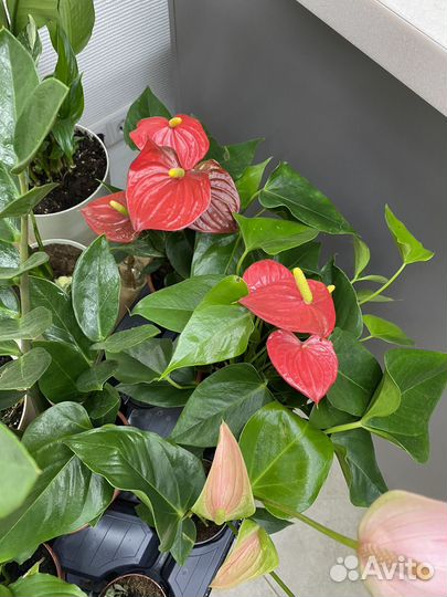 Кактусы и суккуленты, антуриум, замиокулькас