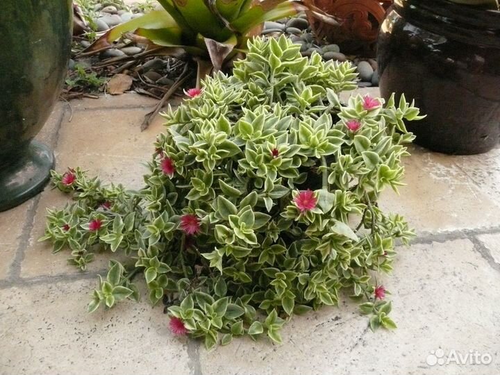 Аптения вариегата