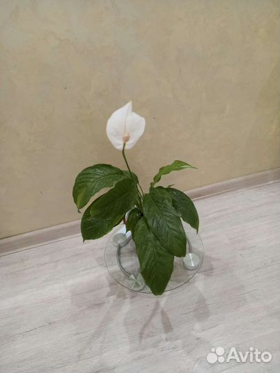 Комнатные растения 