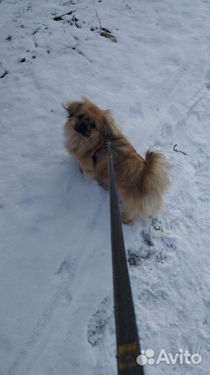 Вязка пекинес