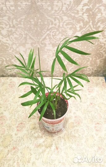 Тростниковая пальма Хамедорея комнатные растения