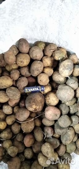 Картофель на корм скоту, птице