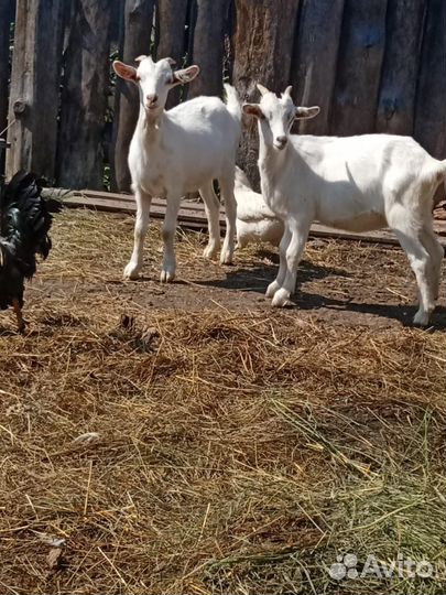 Козы и козлята продажа
