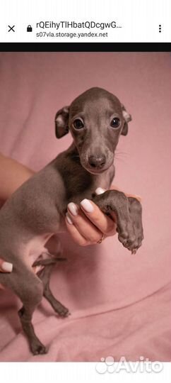 Щенки левретки