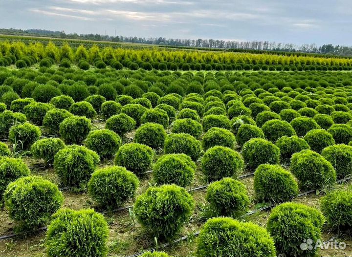 Туя в кассете/черенки туи