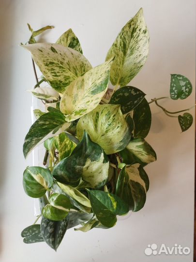 Эпипремнум