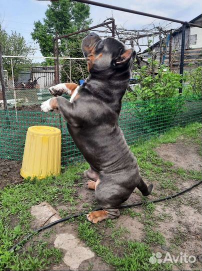 Американский булли покет вязка