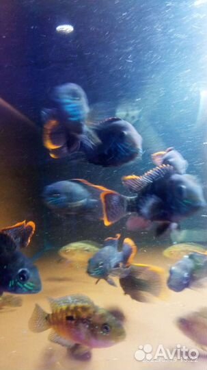 Акара бирюзовая 6см - Аквариумные рыбки