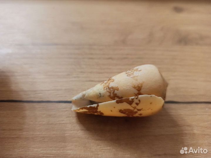 Морская раковина