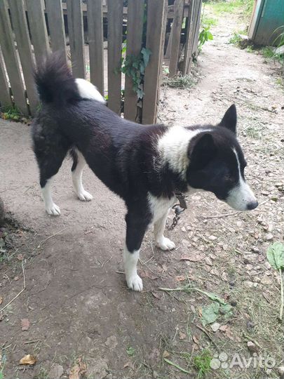 Щенки лайки