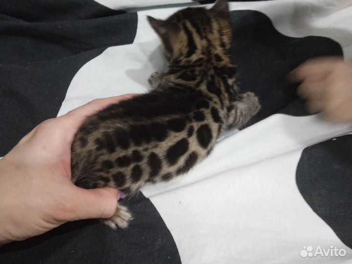 Бенгальская