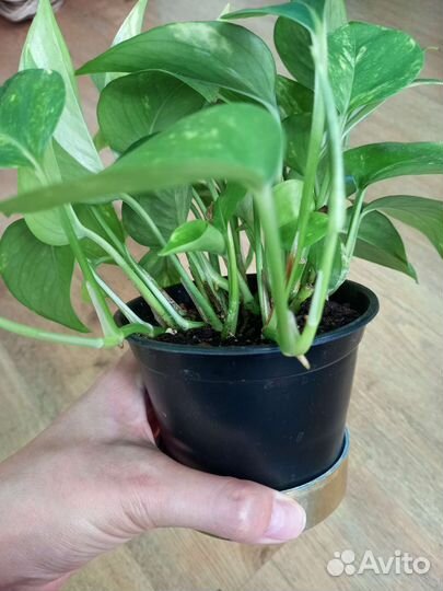 Эпипремнум Ауреум