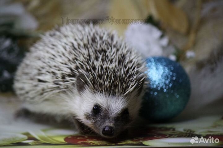 Карликовые африканские ежата из Фантазии