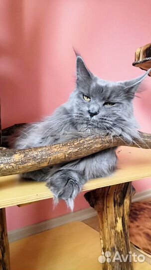Кошка Мейн Кун