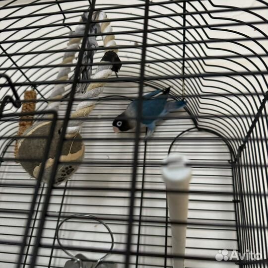 Попугай неразлучник