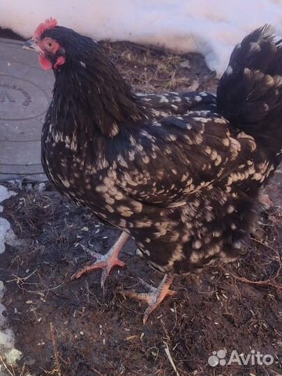 Яйцо инкубационное. Микс