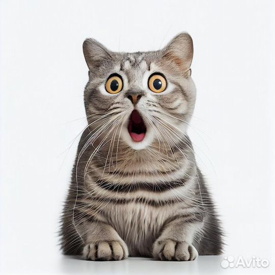 Кастрация кота