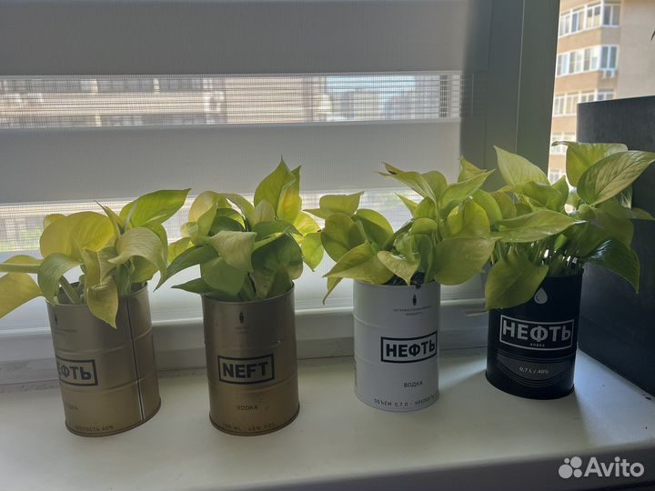 Эпипремнум