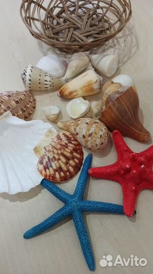 Набор ракушек