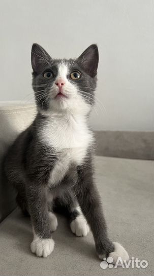 Котенок