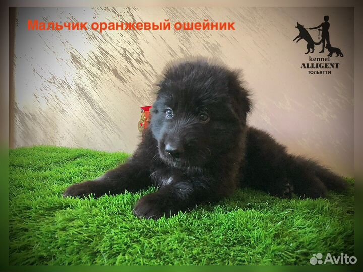 Немецкая овчарка длинношерстная