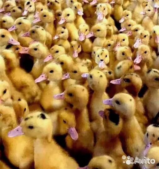 Утята:муларды,стар 53,голубой фаворит