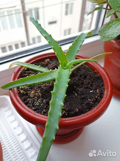 Цветы (домашние), ростки