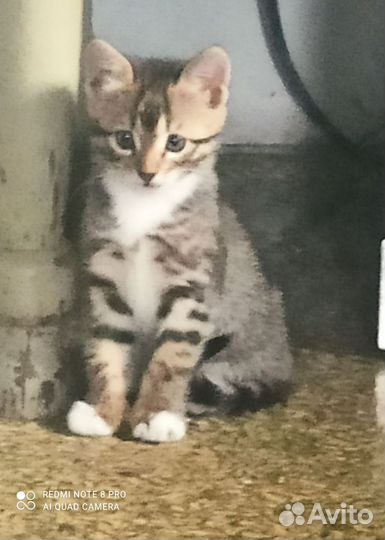 Бенгальская леопардовая кошка