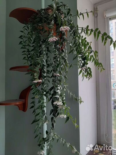 Меняю цветущие растения на садовые многолетники