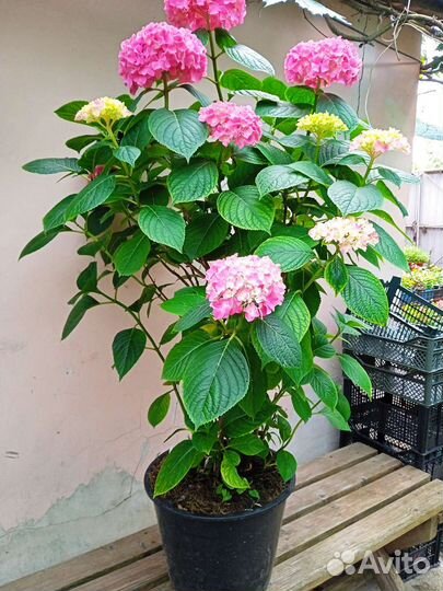 Гортензия в объеме 20 литров