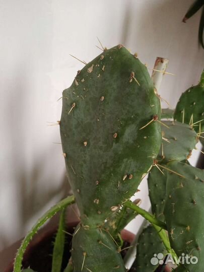 Кактус опунция