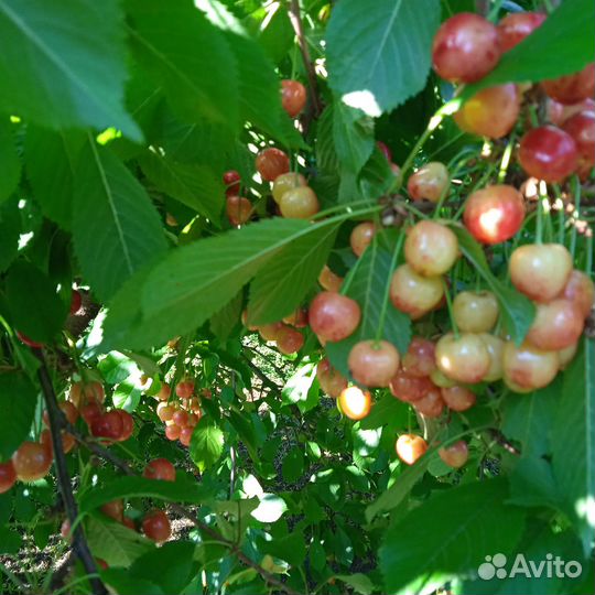 Саженцы черешни, вишни и вишнечерешневые гибриды