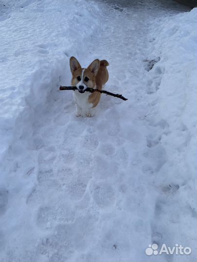 Вязка кобель корги