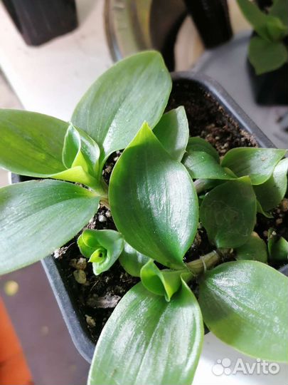 Традесканция