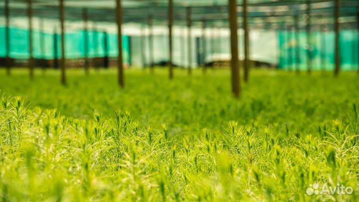 Сеянцы сосны