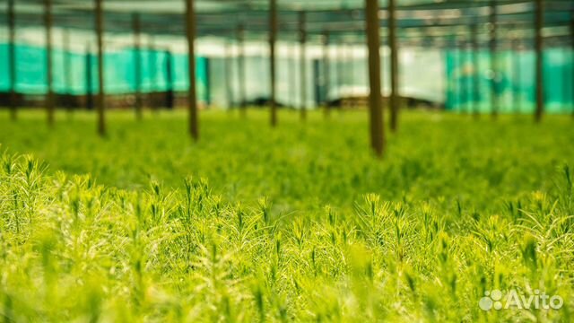 Сеянцы сосны