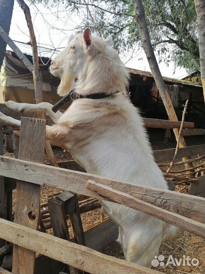 Продаются козлы на племя и козочки