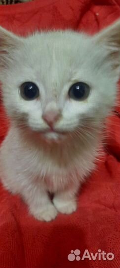 Белый котёнок