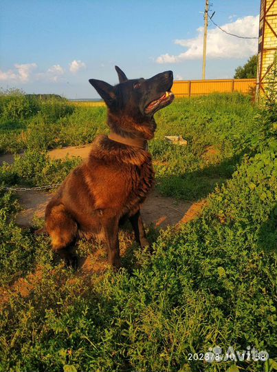 Собаки щенки метисы немецкая овчарка бесплатно